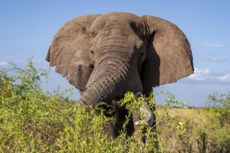 African elephant (Loxodonta africana) eats leaves, the famous Super Tusker elephant Craig, old male