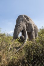 African elephant (Loxodonta africana) eats leaves, the famous Super Tusker elephant Craig, old male