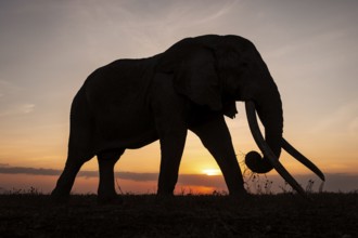Backlight, African elephant (Loxodonta africana), the famous Super Tusker elephant Craig, old bull