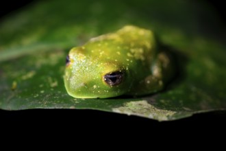 Forest climbing frog (Leptopelis barbouri) in the jungle, night view, Amani Forest Reserve,