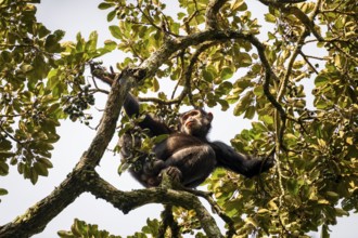 Chimpanzee (Pan Troglodytes), adult male feeding in the treetop in the jungle, Murchison Falls