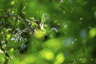 Chimpanzee (Pan Troglodytes), adult male in a jungle tree, Murchison Falls National Park, Uganda