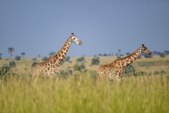 Rothschild giraffes in Murchison Falls National Park, Uganda