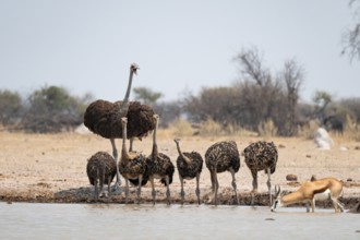 African ostrich (Struthio camelus), funny animal family, mother and six juvenile young animals,