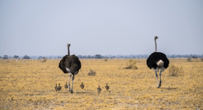 African ostrich (Struthio camelus), adult female and male with six young animals, chicks, animal