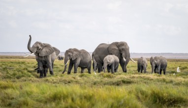 African elephant (Loxodonta africana), herd of young animals in Amboseli National Park, Rift Valley