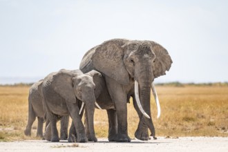 Arid Landscape, African Elephant (Loxodonta africana), Amboseli National Park, Rift Valley