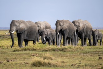 African elephant (Loxodonta africana), herd of young animals in Amboseli National Park, Rift Valley