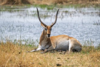 Letschwe or litchi bog antelope (Kobus leche), adult male, in tall dry grass, Okavango Delta,
