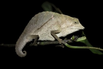 Zomba dwarf chameleon (Rieppeleon brachyurus), white chameleon on a branch at night, Amani Nature