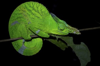 Squishy bihorn chameleon (Kinyongia matschiei), adult male, chameleon on a branch at night, Amani