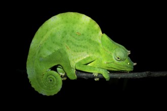 Usambara three-horned chameleon (Trioceros deremensis), chameleon on a branch at night, Amani