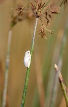 Marble redfrog (Hyperolius marmoratus), white frog sitting on a papyrus, Xakanaxa Lagoon, Okavango
