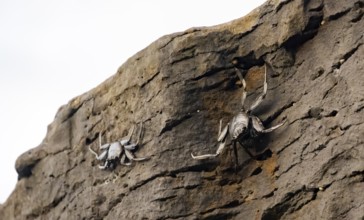 Red rock crabs (Grapsus adscensionis), black cubs on a volcanic rock, coast, La Santa, Lanzarote,