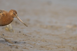 Black tailed godwit (Limosa limosa) adult male wader bird in summer plumage on a mudflat, England,