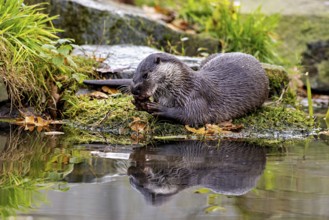 An otter enjoying the water with its reflection on the surface, An otter on the shore (Lutra Lutra)