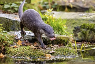 An otter on the shore with autumn leaves surrounded by mossy surroundings, An otter on the shore