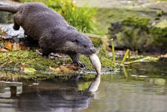 An otter catches a fish in water and keeps it in its mouth, An otter on the shore (Lutra Lutra)
