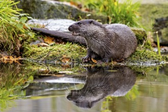 Otter sits attentively on the shore, reflections visible in the water, An otter on the shore (Lutra
