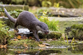 An otter walks along the moss-covered shore surrounded by autumn leaves, An otter on the shore