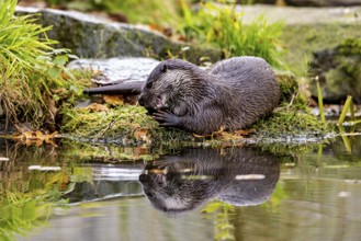 An otter resting on moss at the pond, reflecting in the water, an otter on the shore (Lutra Lutra)