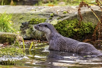 An otter swims in water surrounded by moss-covered stones, An otter on the shore (Lutra Lutra)