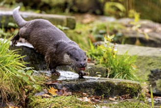 An otter jumps over rocks in a water-rich area, an otter on the shore (Lutra Lutra)