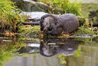 Otter lying by the water with a reflection of his silhouette, An otter on the shore (Lutra Lutra)
