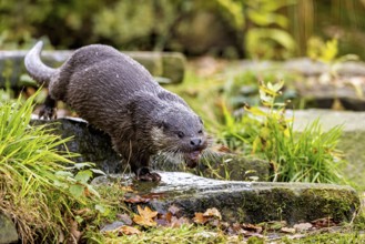 An otter climbs up a moss-covered bank surrounded by autumn landscape, An otter on the shore (Lutra