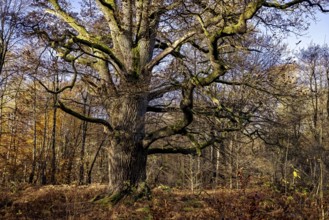 An imposing tree with widely branched branches in an autumnal forest, The old oaks of the