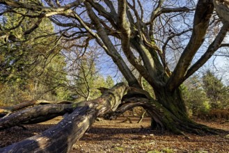A huge tree with branched branches in the forest, sun rays illuminate the autumn leaves, The beech