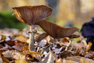 Autumn mushrooms grow from leaves on the forest floor. The brown caps and stems stand in natural