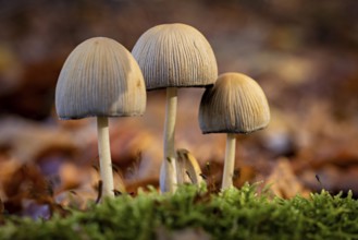 Three mushrooms in lush moss surrounded by blurred leaves in autumn, The common mica tintling