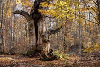 Old tree with sprawling branches in autumn forest, surrounded by colorful foliage, The old oaks of