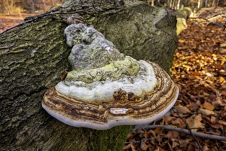 A large mushroom grows on a tree trunk in autumn forest with moss and autumn leaves, the tinder