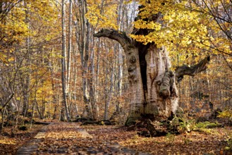 Large tree in autumn forest, surrounded by colorful leaves, next to a wooden walkway, The old oaks