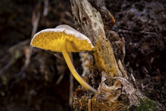 A mushroom with yellow details grows from a tree trunk in the forest, the mouse tail ruebling