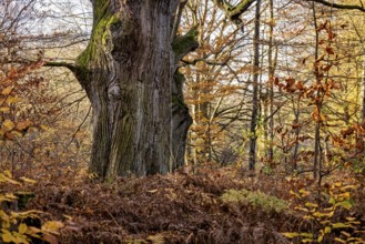 An old tree stands in autumn forest, surrounded by dry leaves and moss, The old oaks of the