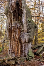 A hollow, old tree trunk with moss surrounded by colorful autumn leaves, The old oaks of the