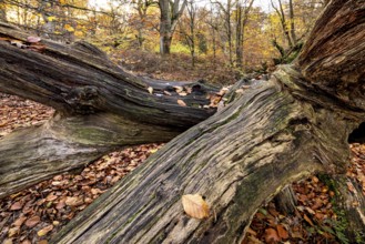 Stretched tree trunk in autumn forest, surrounded by yellow leaves and a quiet atmosphere, The dead