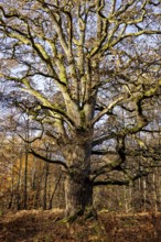 A large, branched tree in an autumnal forest, The old oaks of the Reinhardswald jungle near