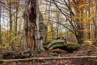 An impressive tree in autumn forest, next to a fallen trunk, The old oaks of the Reinhardswald