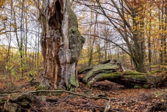 A weathered tree trunk next to a fallen tree in autumn forest, The old oaks of the Reinhardswald