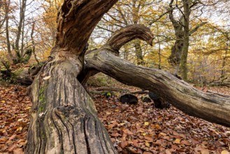 Weathered tree trunk in autumn forest, surrounded by colorful leaves and a relaxed forest