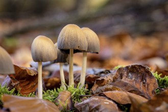 Several mushrooms grow in green moss between brown autumn leaves, the common mica tintling