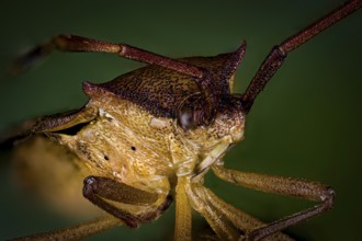 Close-up of a brown insect with long antennae against a green background, portrait of a border bug
