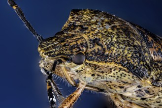 Macro image of an insect with complex patterns and textures on a blue background, portrait of a