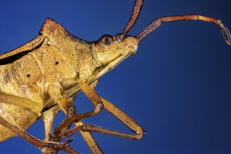 Close-up of a brown insect against a blue background with long antennae, portrait of a border bug