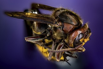 Detailed macro shot of a wasp on a purple background, The Hornet or European Hornet (Vespa crabro)