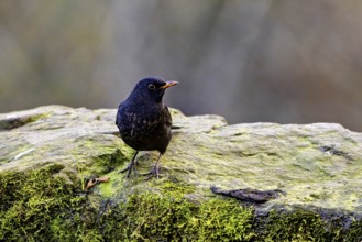 A blackbird sits on a moss-covered stone in nature, the blackbird (Turdus merula)